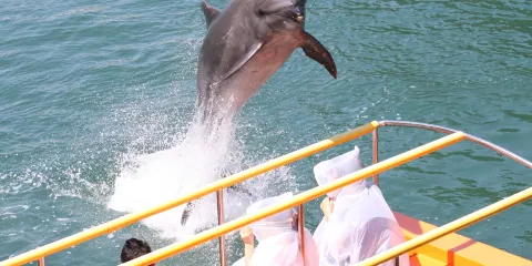 下田海中水族館