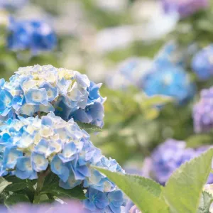 大梯田花卉生態農園