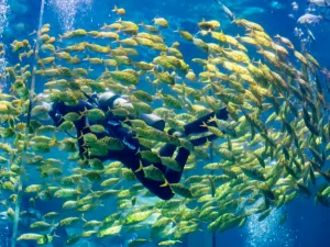 Dalian Laohutan Ocean Park