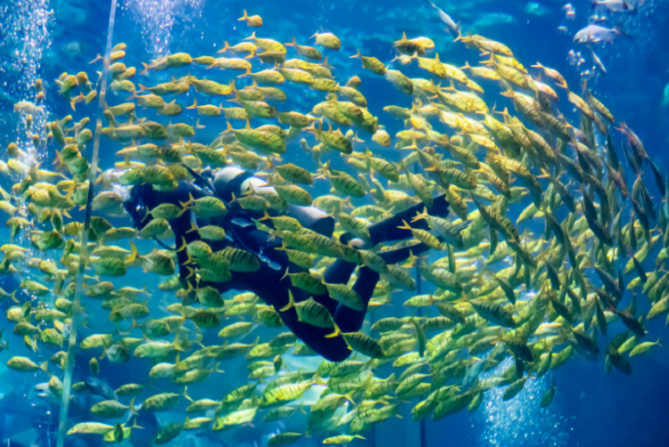 Tiger Beach Ocean Park