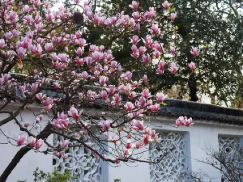 Humble Administrator's Garden (Zhuozheng Garden)