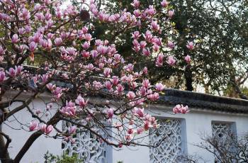 Popular Spring Outings in Suzhou