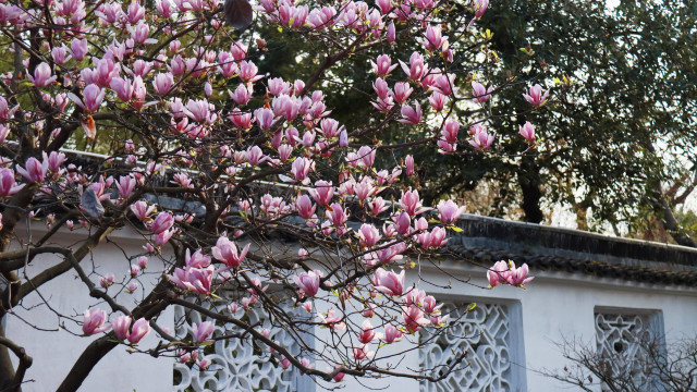 Humble Administrator's Garden (Zhuozheng Garden)