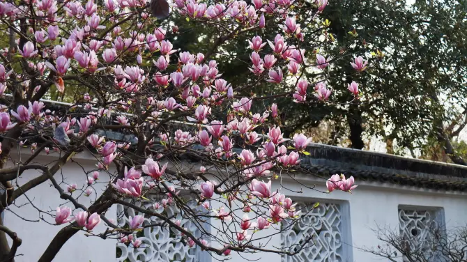 2_Humble Administrator's Garden (Zhuozheng Garden)