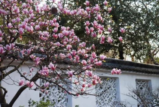 Humble Administrator's Garden (Zhuozheng Garden)