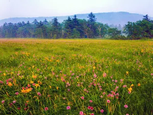 봉황산 국가삼림공원