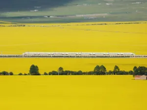Menyuan Rapeseed Flower Field