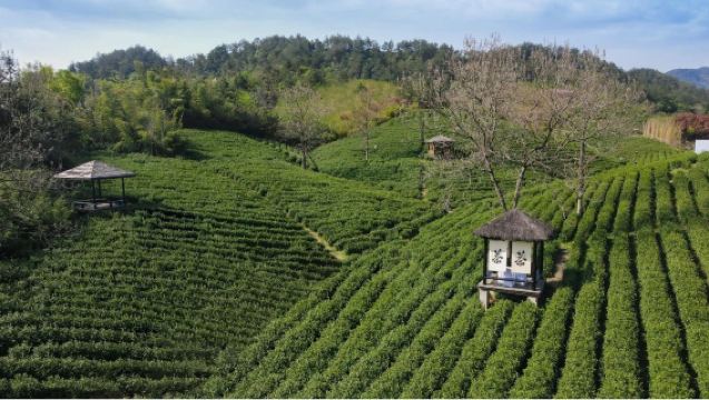 安吉尋夢桃花源採茶+品茶體驗+人員導覽服務（不含景區門票）