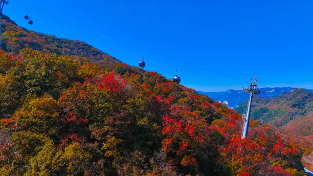 Fall Foliage Sightseeing in Jiaozuo