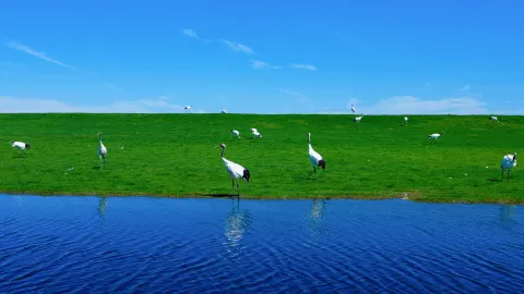 Zhalong Ecotourism Area attraction in Heilongjiang
