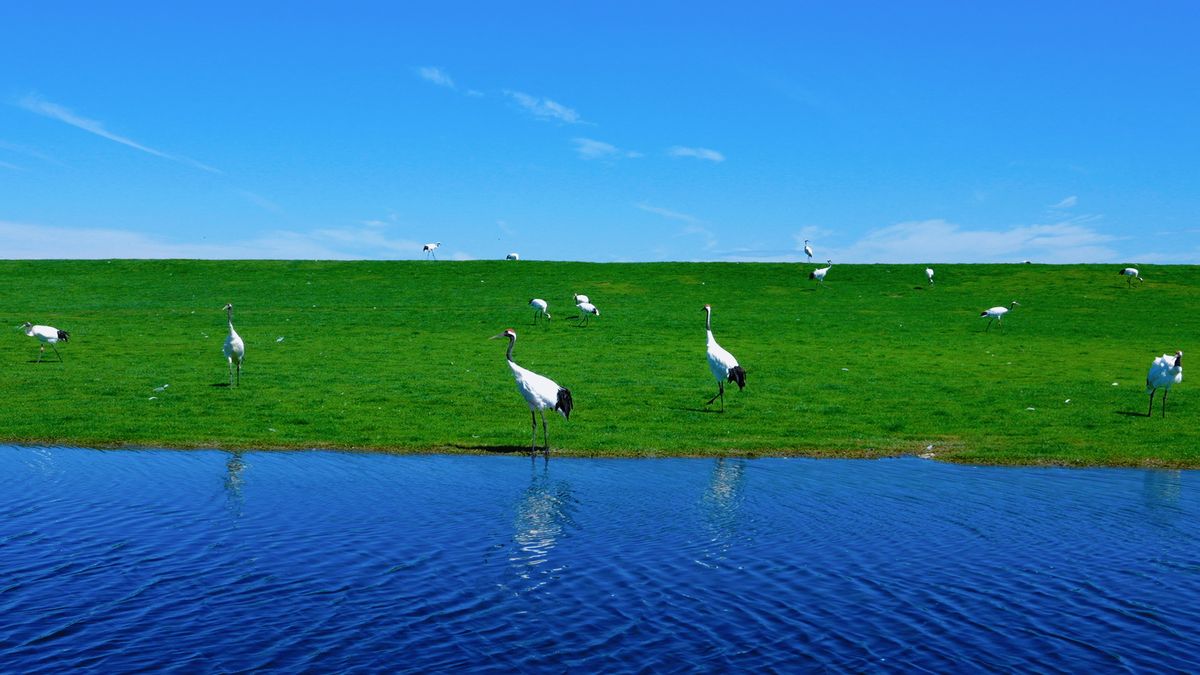Zhalong Ecotourism Area