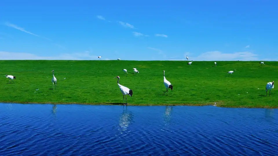 1_Zhalong Ecotourism Area