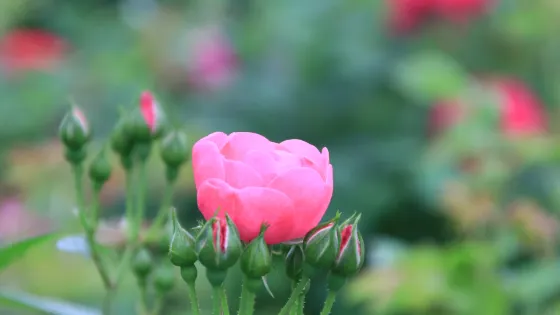 花園郎洞