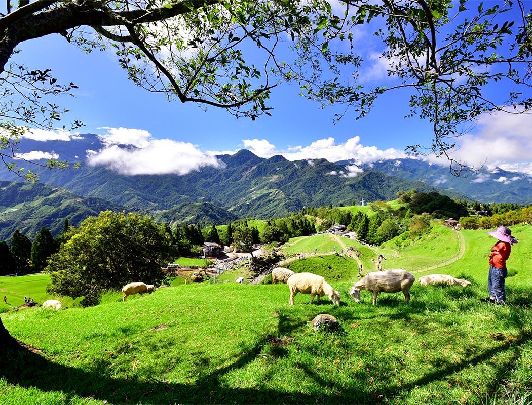 Cingjing Farm