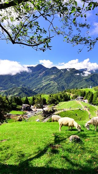 Qingjing Farm + Gaomei Wetlands One-Day Tour from Taichung | Limited-time offer
