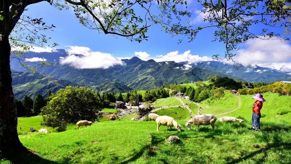 Qingjing Farm + Gaomei Wetlands One-Day Tour from Taichung | Limited-time offer