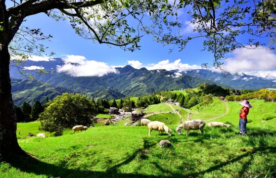 清境農場+高美濕地一日遊【台中出發｜限時優惠】