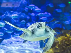 SEA LIFE Kelly Tarlton's Aquarium