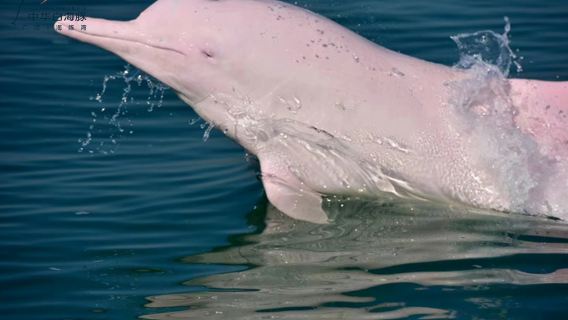 Guanglv Dolphin Bay Dolphin Watching Cruise