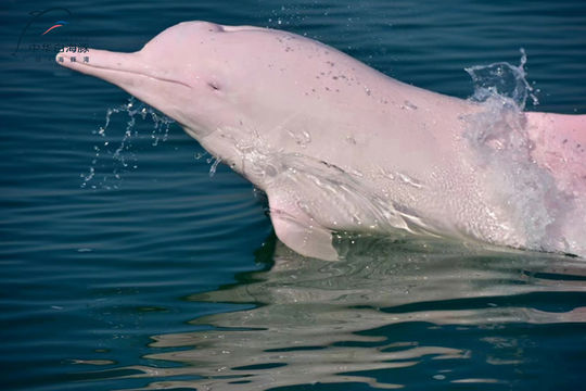 Guanglv Dolphin Bay Dolphin Watching Cruise