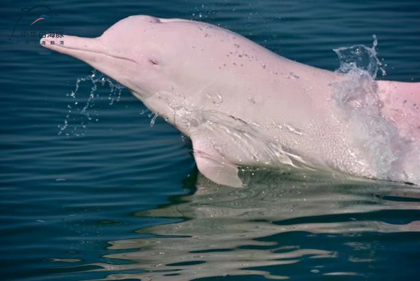 Guanglv Dolphin Bay Dolphin Watching Cruise
