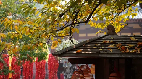 Daxingshan Temple attraction in Xi'an