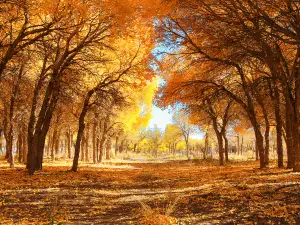 黑城弱水胡楊風景區