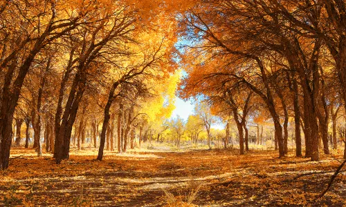 Hei Cheng-Ruoshui River Populus Euphratica Scenic Spot