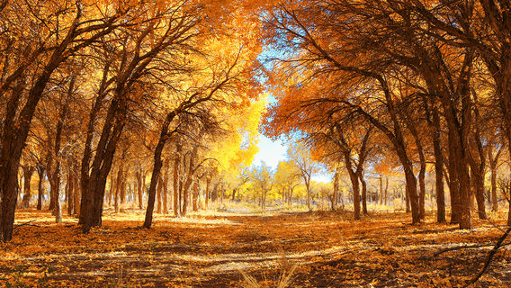 Hei Cheng-Ruoshui River Populus Euphratica Scenic Spot