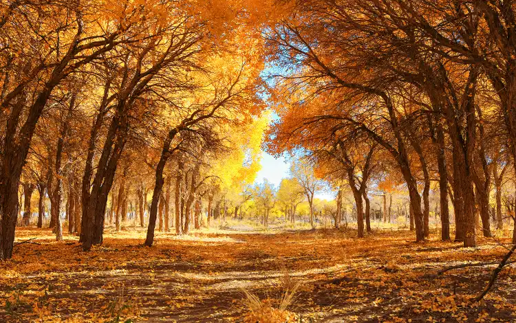 Hotels in Ejin Banner