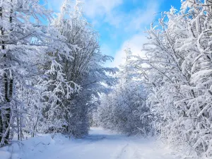 아얼산 국가산림공원