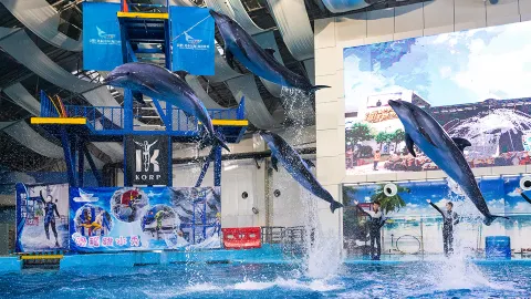 Hefei Andover Oceanarium attraction in Hefei