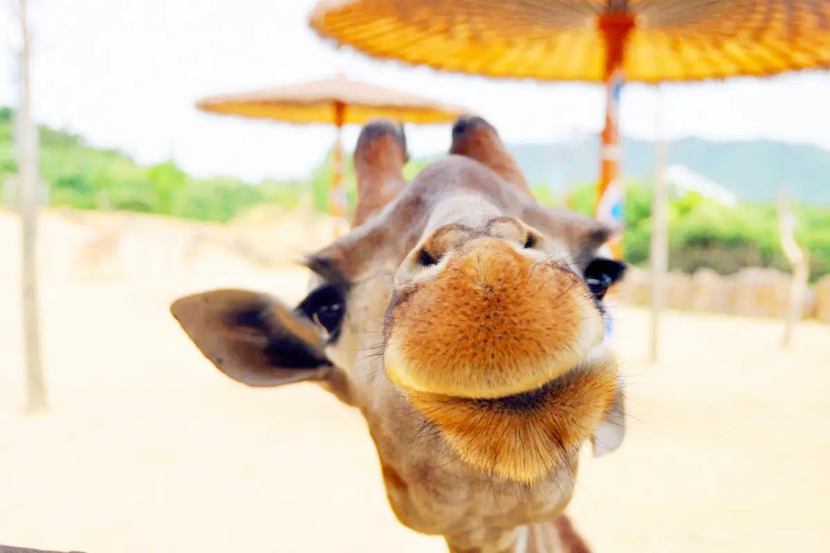 Hangzhou Safari Park Visiting Tips