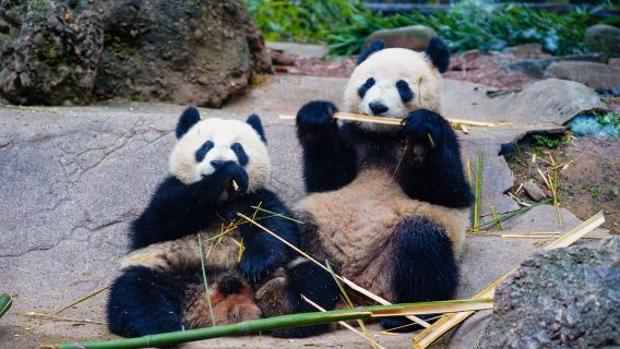 ทัวร์ส่วนตัวแบบครบวงจรที่ฐานแพนด้า Dujiangyan และภูเขา Qingcheng หนึ่งวันจากเฉิงตู