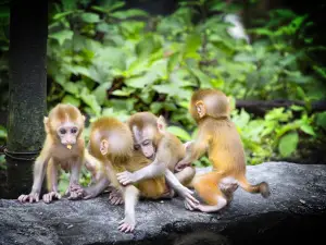Jinxiu Yinshan Forest Park