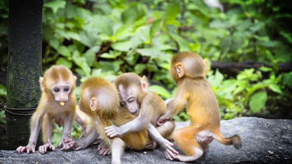 Jinxiu Yinshan Forest Park