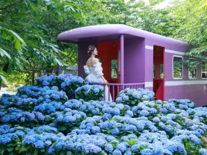 Manhua Sea of Flowers