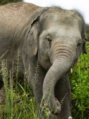 Elephant Jungle Sanctuary Phuket