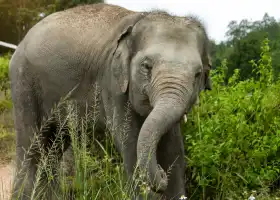 Elephant Jungle Sanctuary Phuket