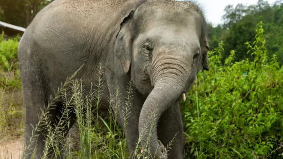 Elephant Jungle Sanctuary Phuket