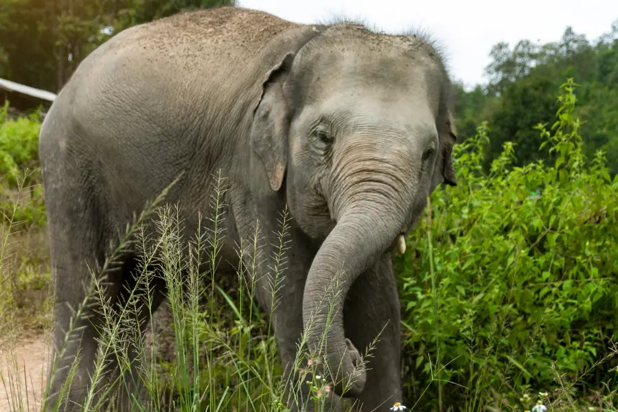 布吉叢林大象保護區
