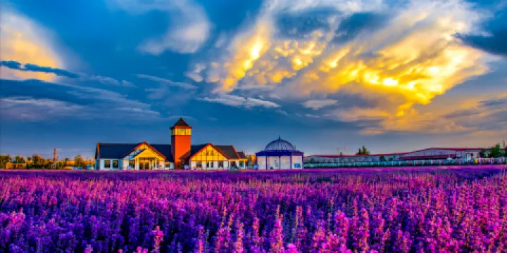 伊帕爾汗薰衣草觀光園