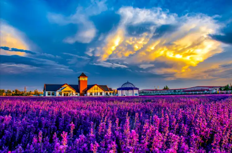 Hotels in Yining County
