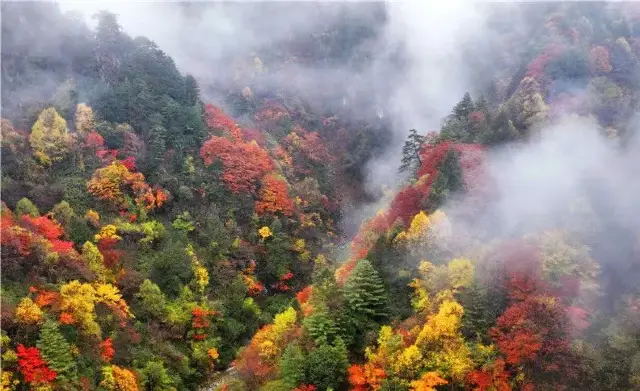 Fall Foliage Sightseeing in Guangyuan