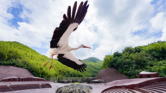Bird Rendezvous in Yaohu Town