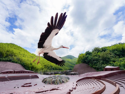 Bird Rendezvous in Yaohu Town