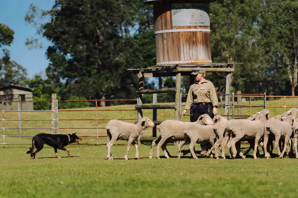 5_Lone Pine Koala Sanctuary