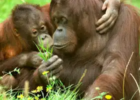 科隆動物園
