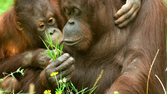 Cologne Zoological Garden