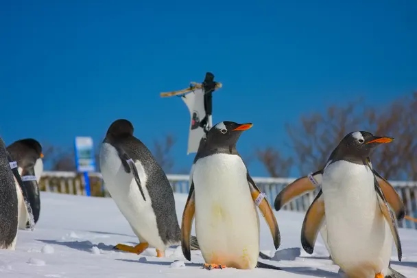 1_おたる水族館